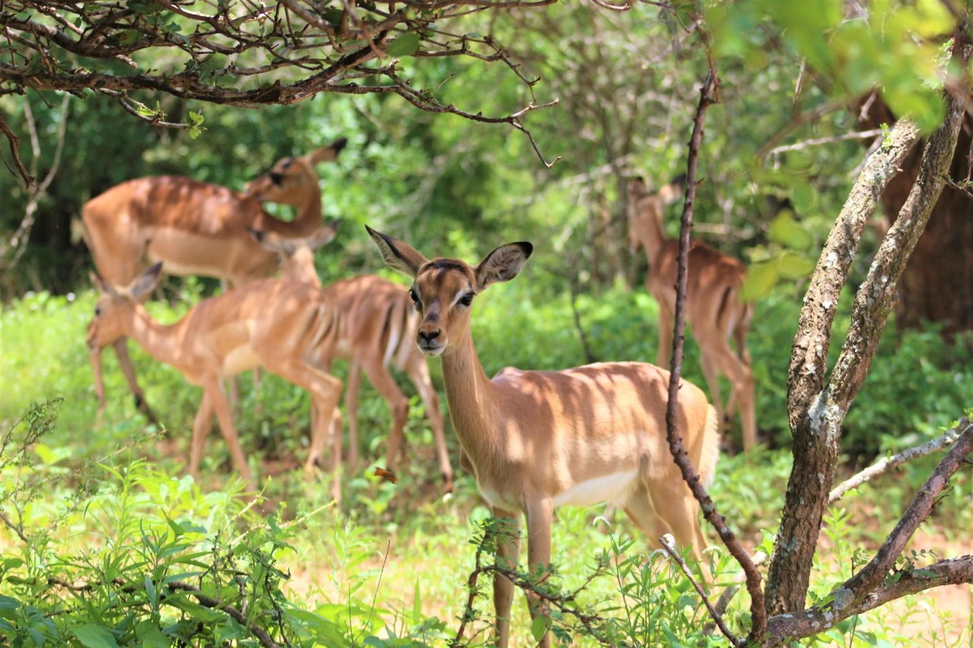 Апартаменты Kruger Kumba - Lahlekile Nathi Марлот-Парк Экстерьер фото