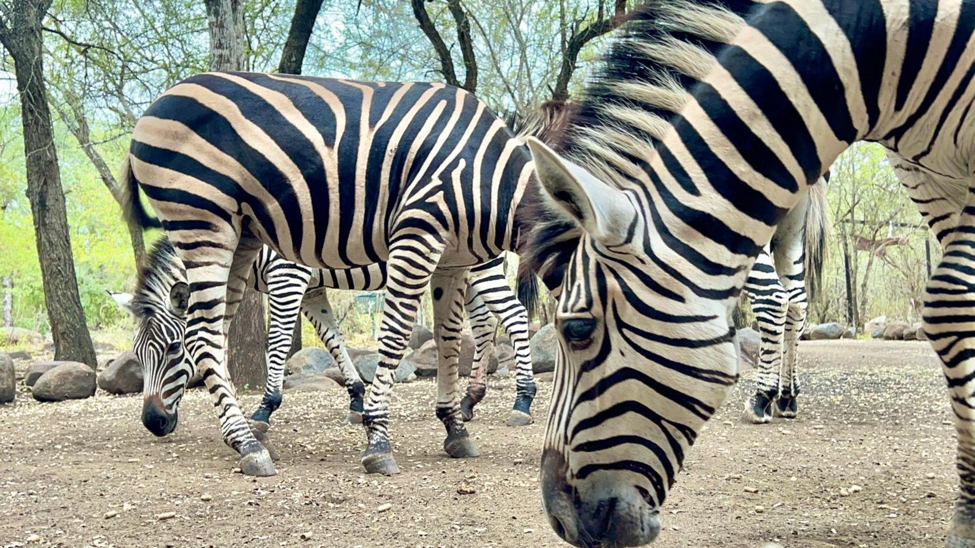 Апартаменты Kruger Kumba - Lahlekile Nathi Марлот-Парк Экстерьер фото